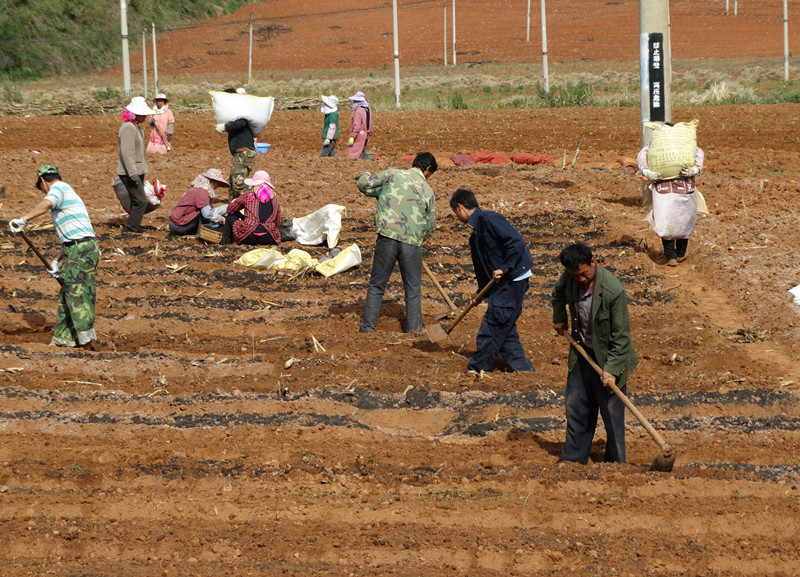 云南玉溪市峨山县双江街道完成魔芋繁种示范样板的播种工作