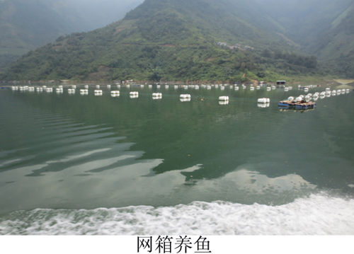 广西天峨海洲农民发展网箱养鱼劲头足