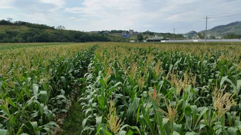 ������ƽ�ֵ�������Ч������