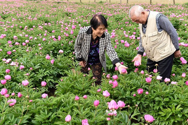 5��4�գ��ο��ڰ����������۳���ʮ�������ִ�ũҵ�ۺϿ���ʾ����ʢ������ҩ�������ͻ���