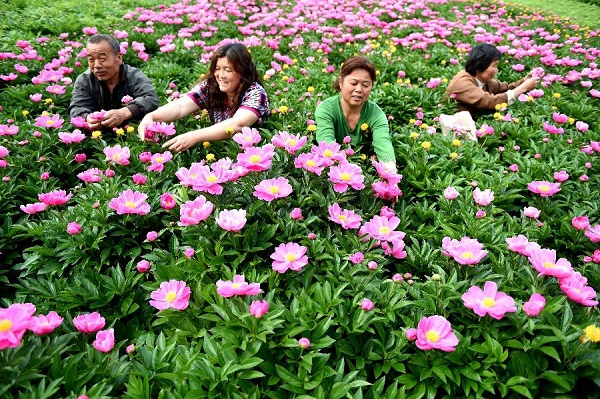 5��4�գ�����ʡ�������۳����۶��򳵲��ڴ�ҩũ����ҩ��ֲ�����ժ��ҩ���ꡣ