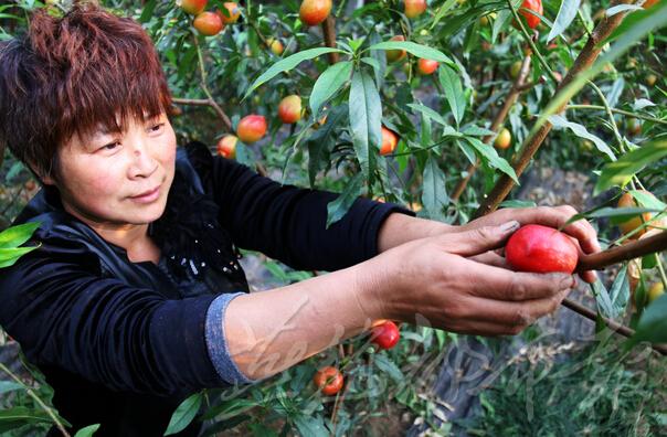 河北广平:千亩油桃节前抢“鲜”上市