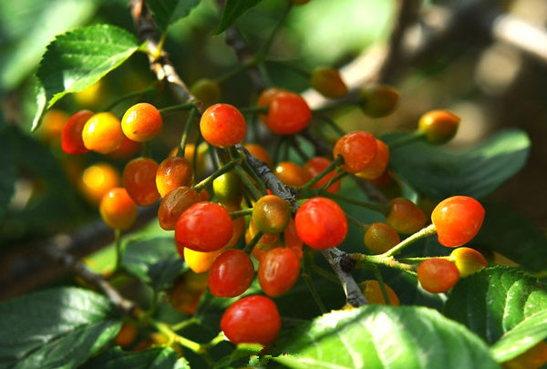 ɽ���ൺ��լ��ӣ�ҿ����� ������Ѯ�����ժ��