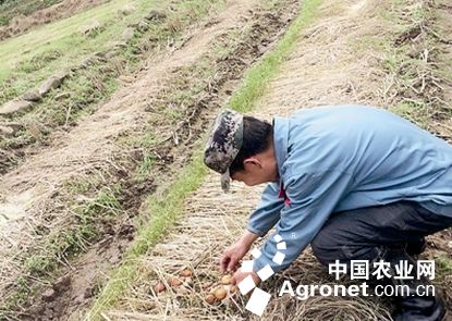 浙江杭州桐庐:大球盖菇高效益