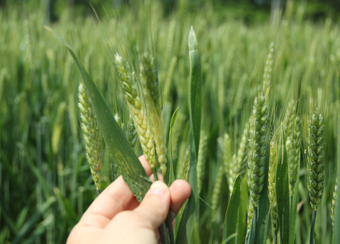 ����ʡũ�����ĸ��������չС������ṹ����2