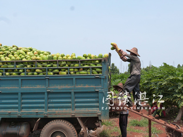 广东雷州木瓜丰产价格低迷 瓜农高兴不起来