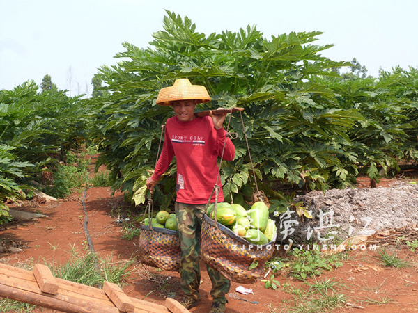 广东雷州木瓜丰产价格低迷 瓜农高兴不起来2