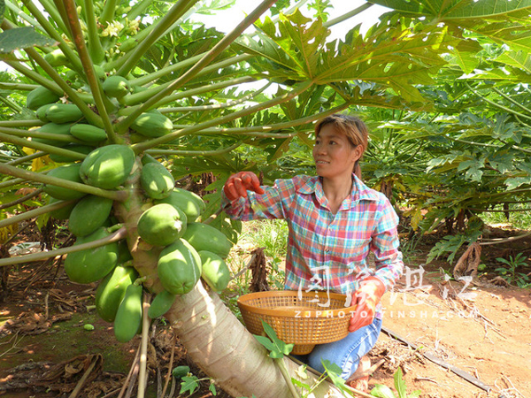 广东雷州木瓜丰产价格低迷 瓜农高兴不起来3