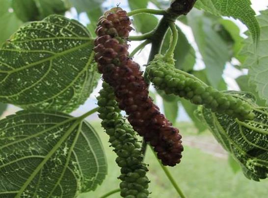 云南鹤庆县积极开展桑蚕新品种的引进试验