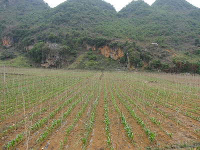 云南广南县坝美镇百亩玉米示范连片长势良好