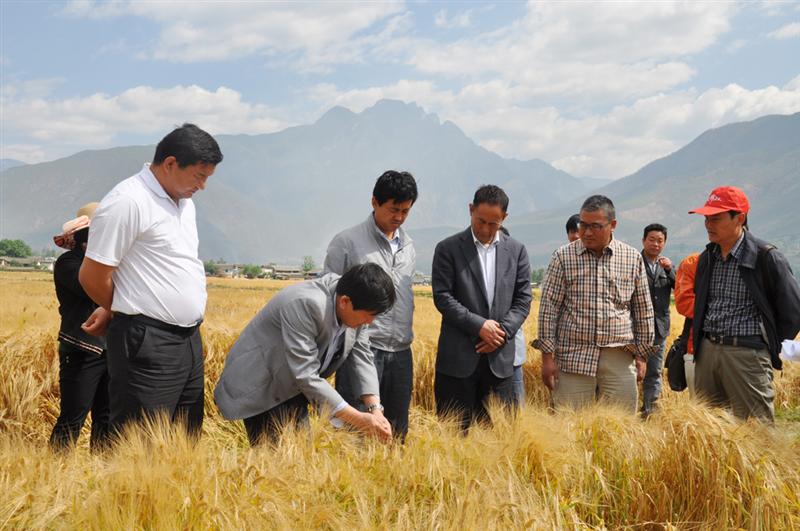 云南玉龙县万亩大麦喜获丰收