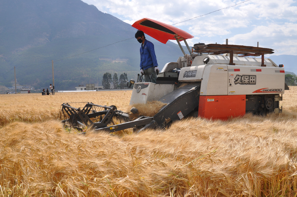 5月5日,市农业局局长和建华带领市级专家组,对玉龙县万亩大麦高产创建示范片进行了市级复测,实产验收。