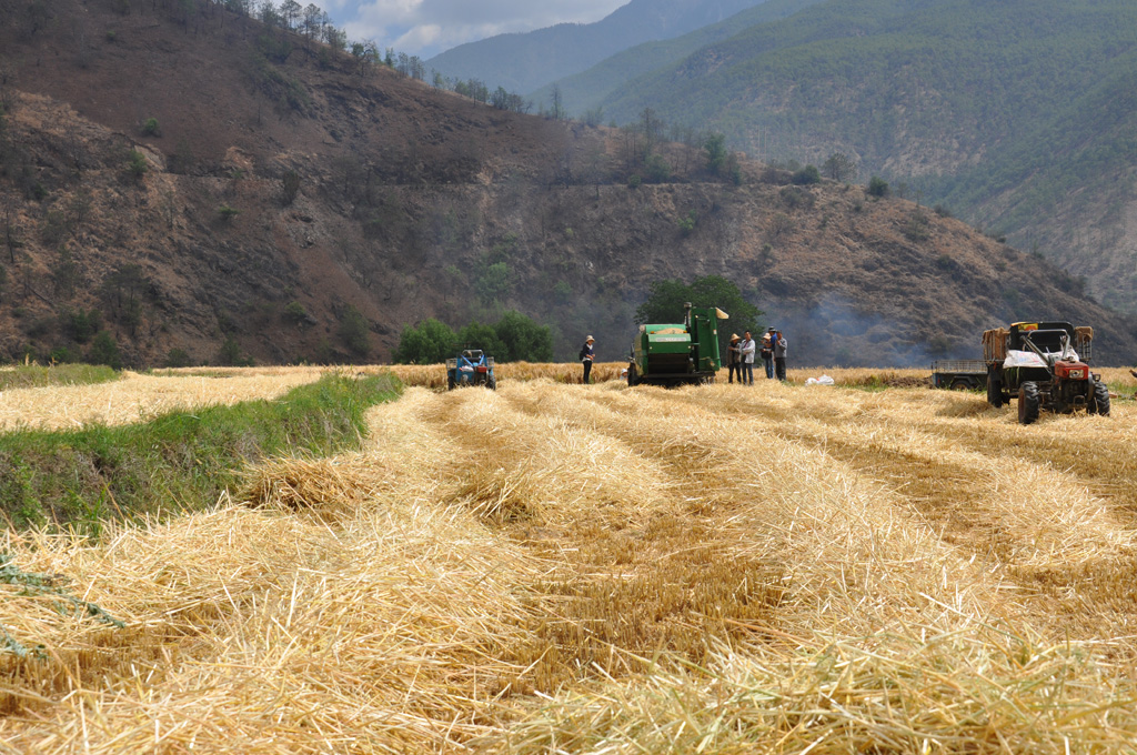 云南玉龙县万亩大麦喜获丰收