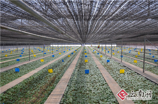 全国“大咖”把脉云南三七如何“绝地重生”