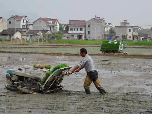 安徽旌德县水稻机插秧全面铺开
