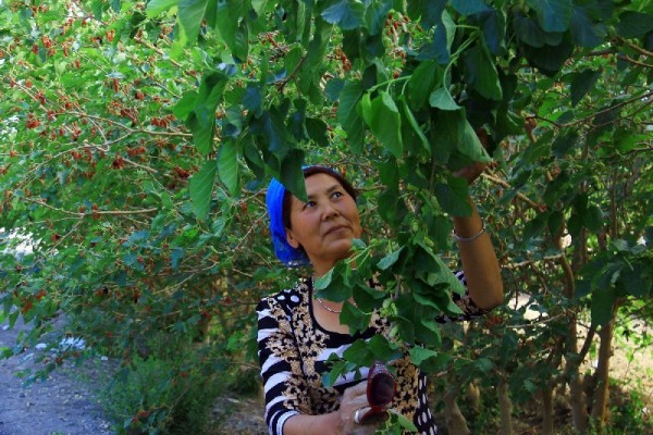 新疆托克逊县“桑葚熟了”