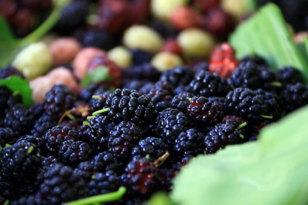 托克逊的桑葚熟了