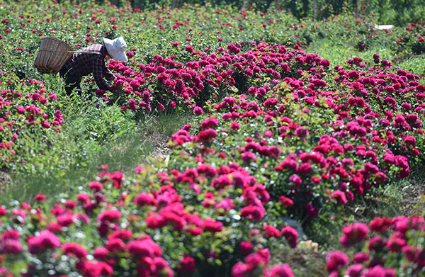 ����ʡ������ʳ��õ�壺��ʻ���Ҳ��ζ