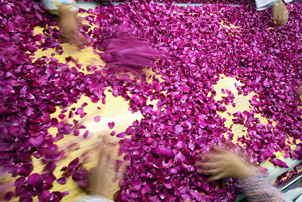 5��7�գ�����ʡ�����а˽ֵֽ������ҵԱ���ڷּ�ʳ��õ�廨�ꡣ