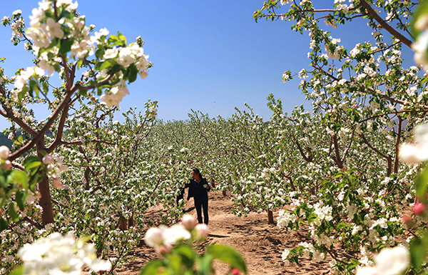 5��7�գ��ӱ�ʡ�е���Χ�����ĵ������ũ��Ϊʢ���ڵĽ��ƻ�������˹������ڷۡ�