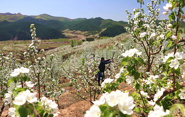 5��7�գ��ӱ�ʡ�е���Χ�����ĵ������ũ��Ϊʢ���ڵĽ��ƻ������Ӫ��Һ��