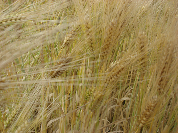 ������������Ķ����߲�����ʾ����Ч������