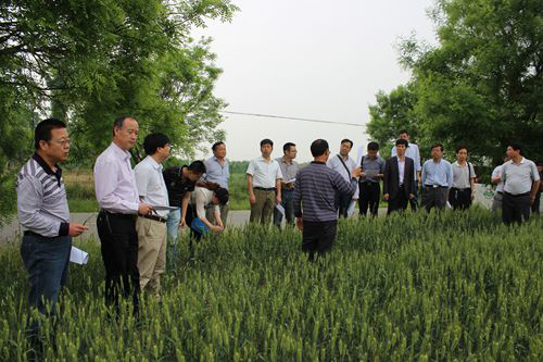 陕西三原:全省小麦生产形势分析会在三原县召开