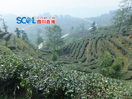 Ĵɽ조üɽ衱رҵЧ