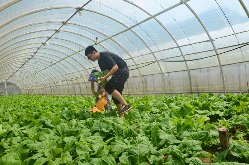 ���Ϲ�����ũ��Ʒ������ȫ���վ���߲˻��ؿ�չ�������