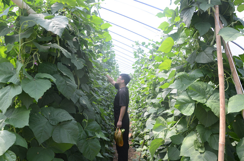 ���Ϲ�����ũ��Ʒ������ȫ���վ���߲˻��ؿ�չ�������