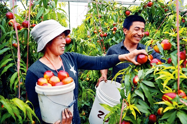 ������ɽ��������