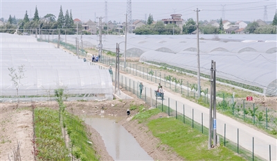 今年江苏海门市新建高标准农田3万亩——半数建成农业示范园