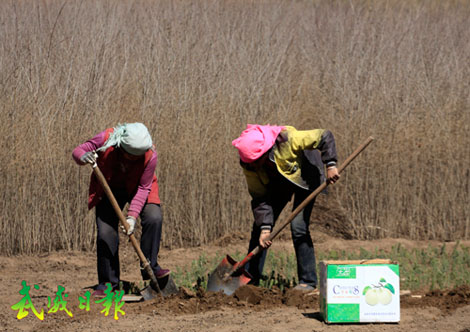 ������ף�����������������ڿ�������ɫ�ֹ�ҵ��ֲ��Ŀ����ֲ��ľ