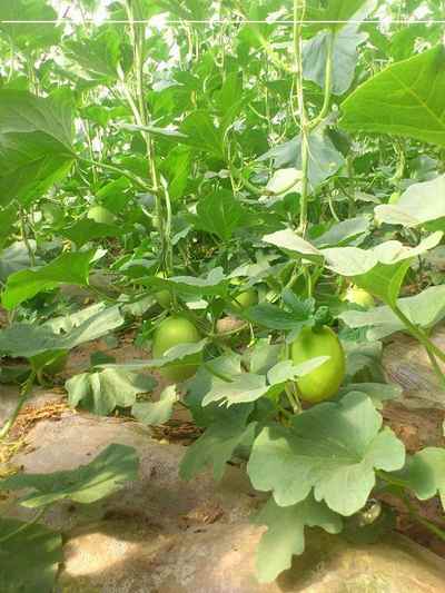 ���ɹź�������������ϡ�����ߡ�