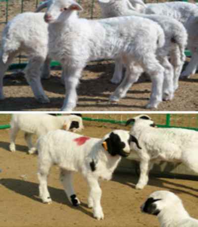 内蒙古通辽开鲁县肉羊杂交改良成果喜人