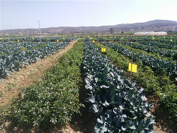 ͼΪ�������������ְ˾����ʾ����ֲ���������������໨��