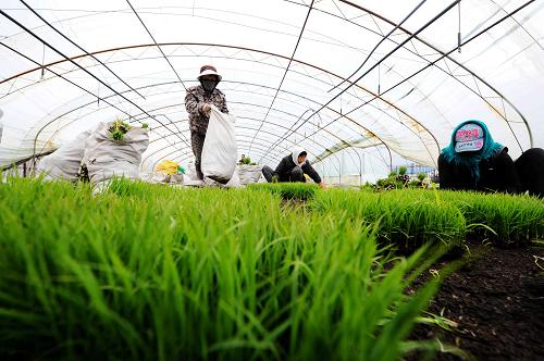 黑龙江五常市远景村水稻插秧正当时