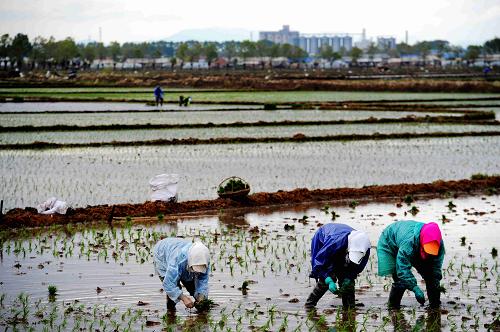 5月13日,五常市远景村农民在稻田插秧。