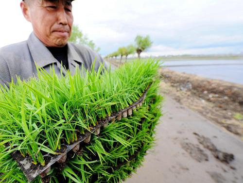 5月13日,五常市远景村一位农民拿着水稻秧苗准备插秧。