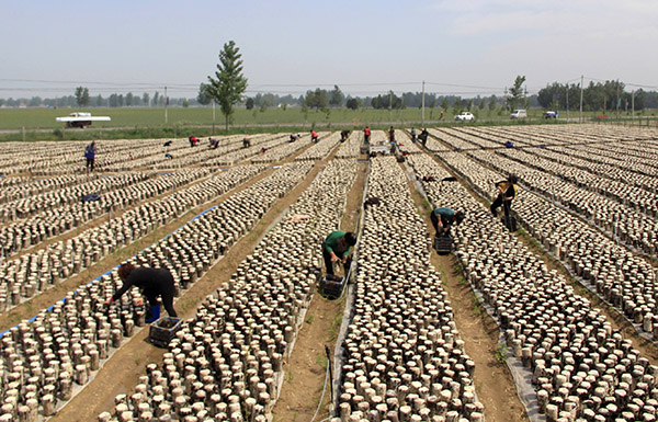 ����ʡ�������ڻ��أ�Сľ�� ��Ч��