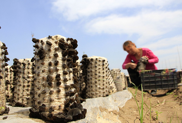 5��11�գ��ں���ʡ�������ڻ����̻ݾ�ҵ��ֲ���أ�ũ���ڲ�ժ��ľ����