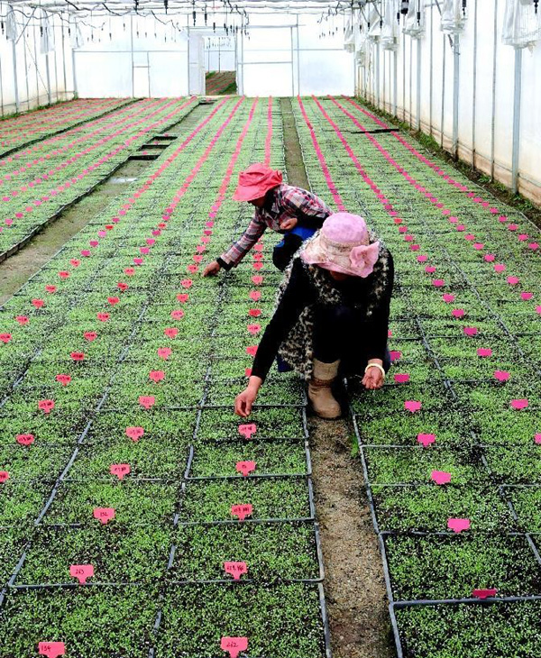 云南香格里拉:玛咖种植助藏民增收致富