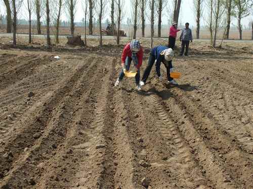 内蒙古乌拉特前旗测土配方施肥项目玉米膜下滴灌“3414”试验播种全部完成
