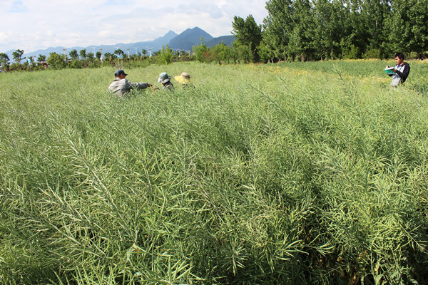 ͼ3ũרҼԱڲⶨųСͲ˸߲ʾ︴