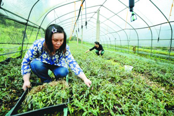 ���ջ�ɽ�أ����Ͽ��� ʯ������