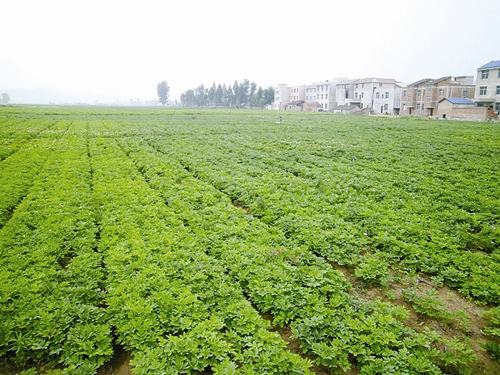 湖北十堰中药材面积超百万亩 “华中天然药库”待深度开发