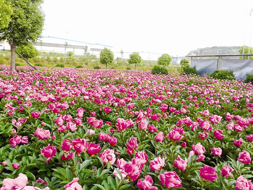 房县万亩中药材GAP示范基地