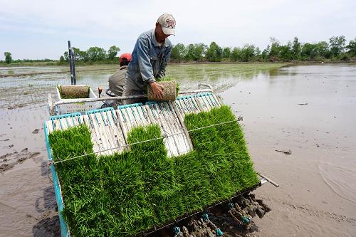 天津宁河:小苗机械插秧正当时