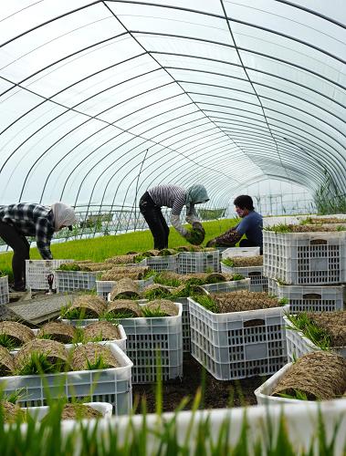 5月14日,天津宁河县七里海镇兴民农机专业合作社的社员在搬运秧苗。