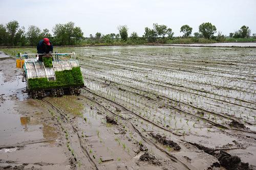 5月14日,天津宁河县七里海镇大坨村,农机手在稻田里进行机械插秧作业。